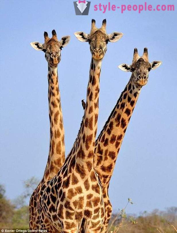 W Zambii, trzy-headed żyrafa hit strzał