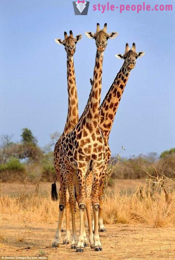 W Zambii, trzy-headed żyrafa hit strzał