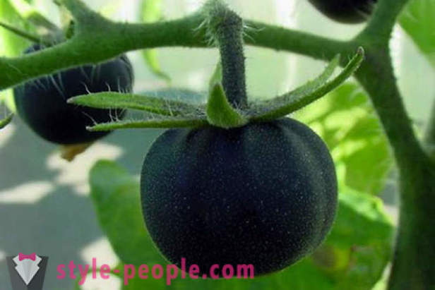 Niezwykłe klasy czarne pomidory