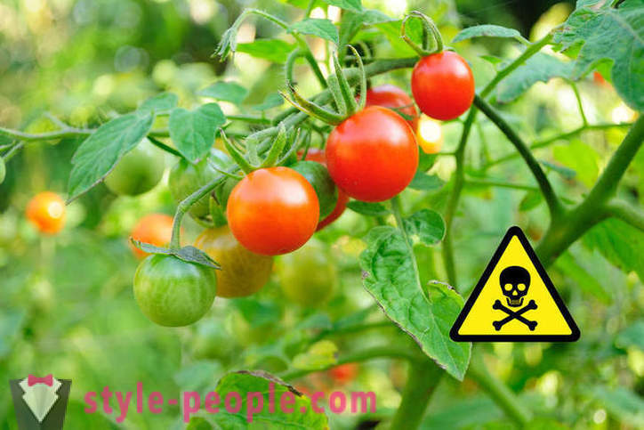 Jest to szkodliwe dla jeść pomidory?