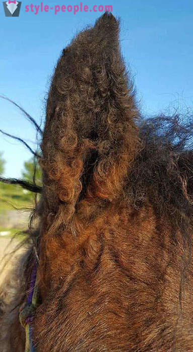 Curly Horse - prawdziwy cud natury