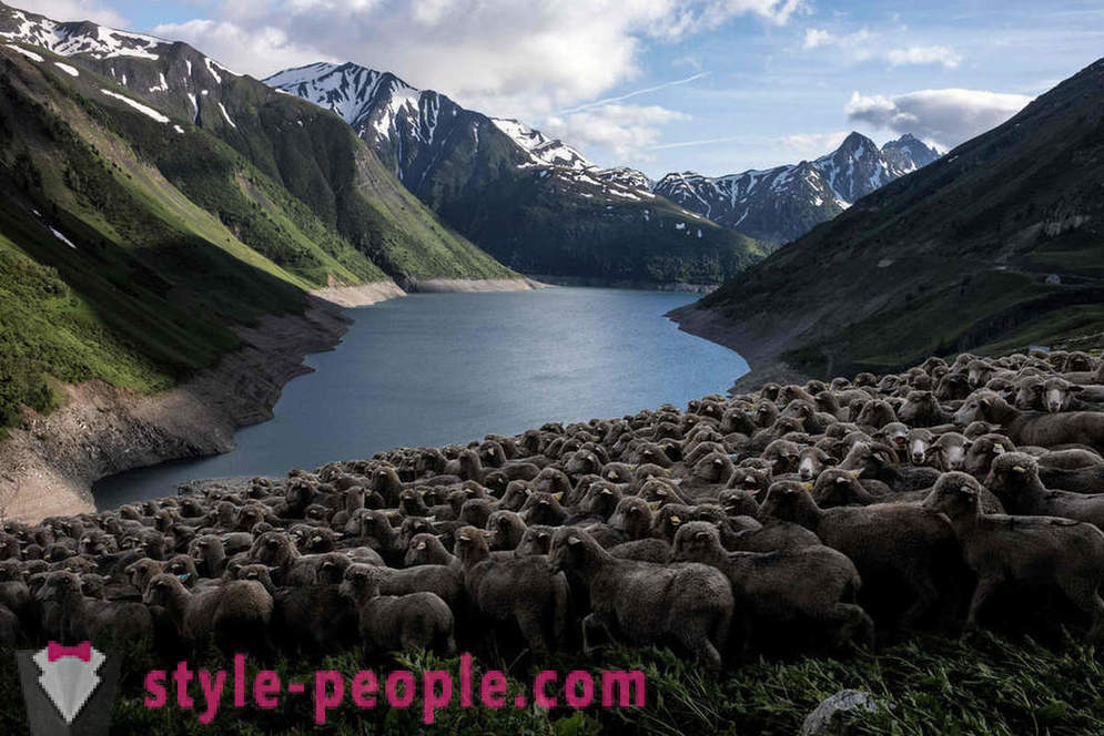 Życie pasterza w Alpach