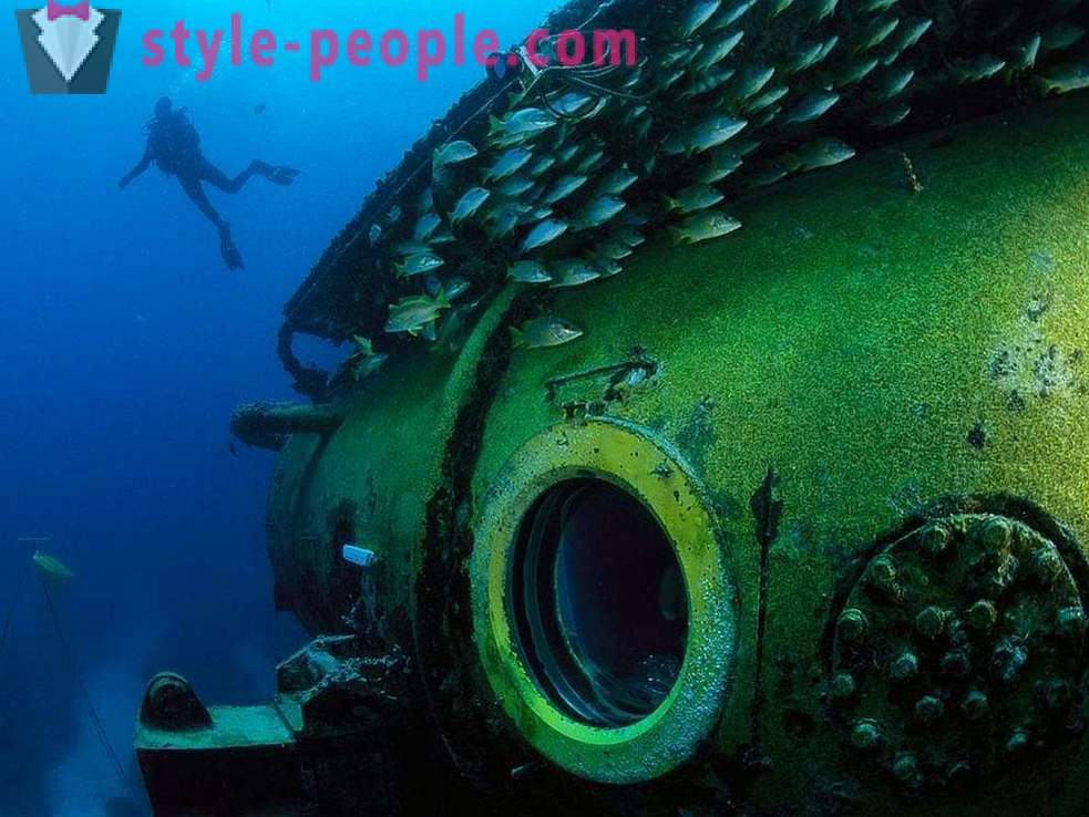 Niesamowite mieszkańcy podwodnego świata na zdjęciach