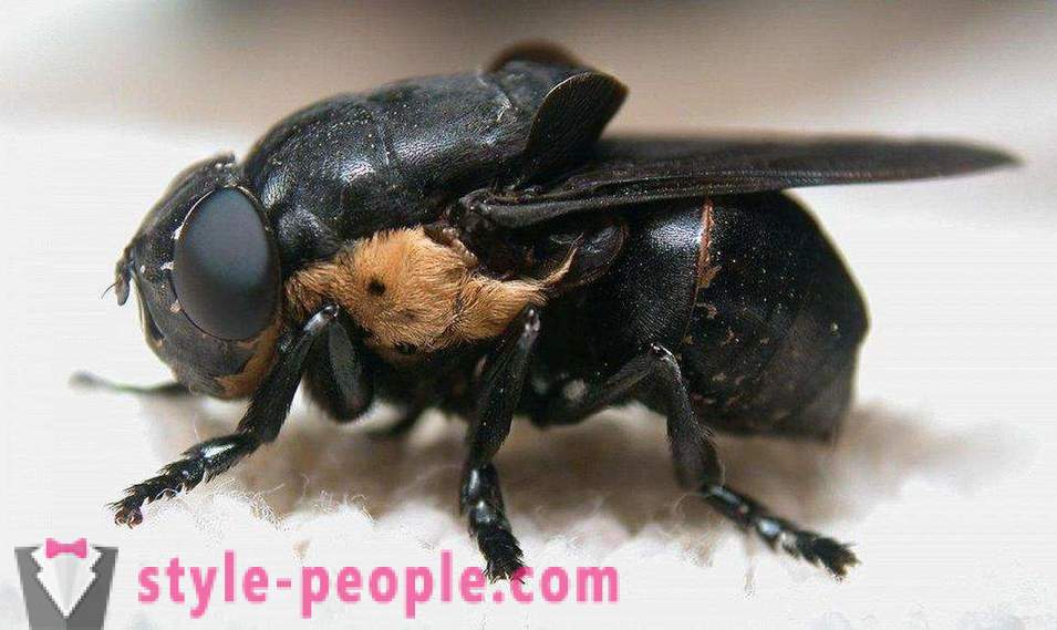 Najbardziej niebezpieczne owady na planecie