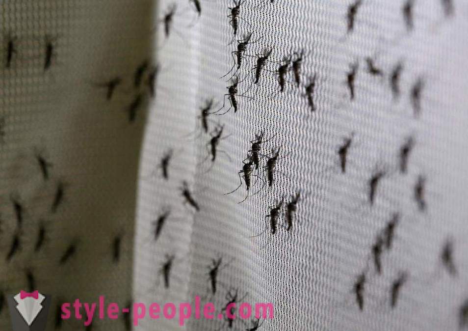 Bill Gates przeznaczył miliony dolarów na stworzenie zabójcy komarów
