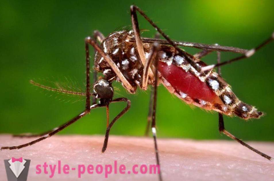 Bill Gates przeznaczył miliony dolarów na stworzenie zabójcy komarów