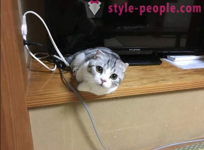 Japoński hotel, w którym można wziąć kota do wynajęcia