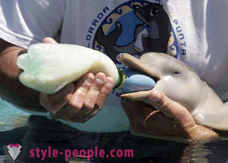 Niesamowite o delfinami