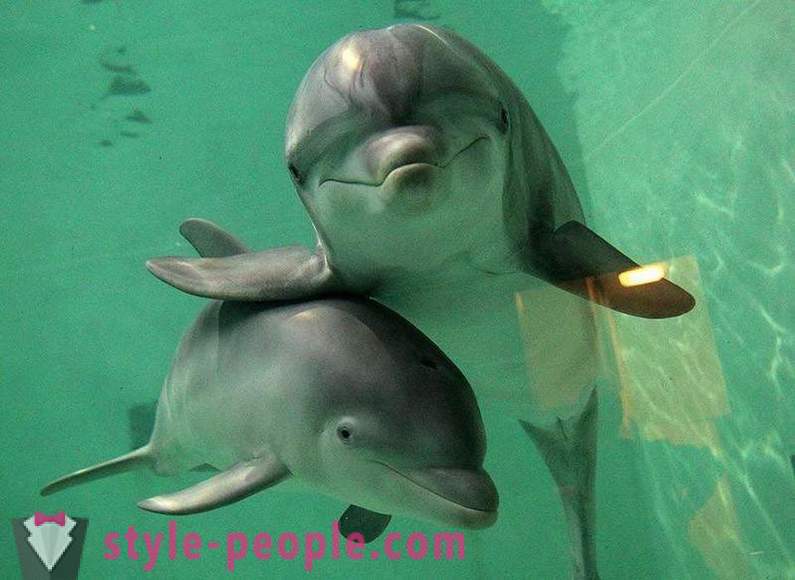 Niesamowite o delfinami