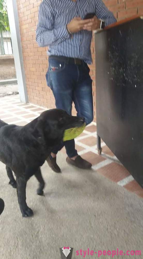 Pies nauczył się kupić jedzenie dla własnej walucie