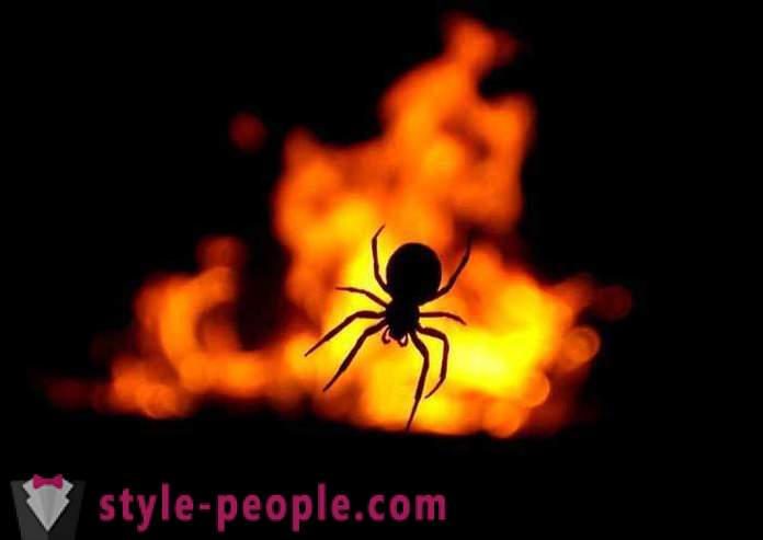 „Panie, wypalić!” Albo historie o ludziach, którzy prawie spalił się żywcem, próbują zabić trochę ładny mały pająk