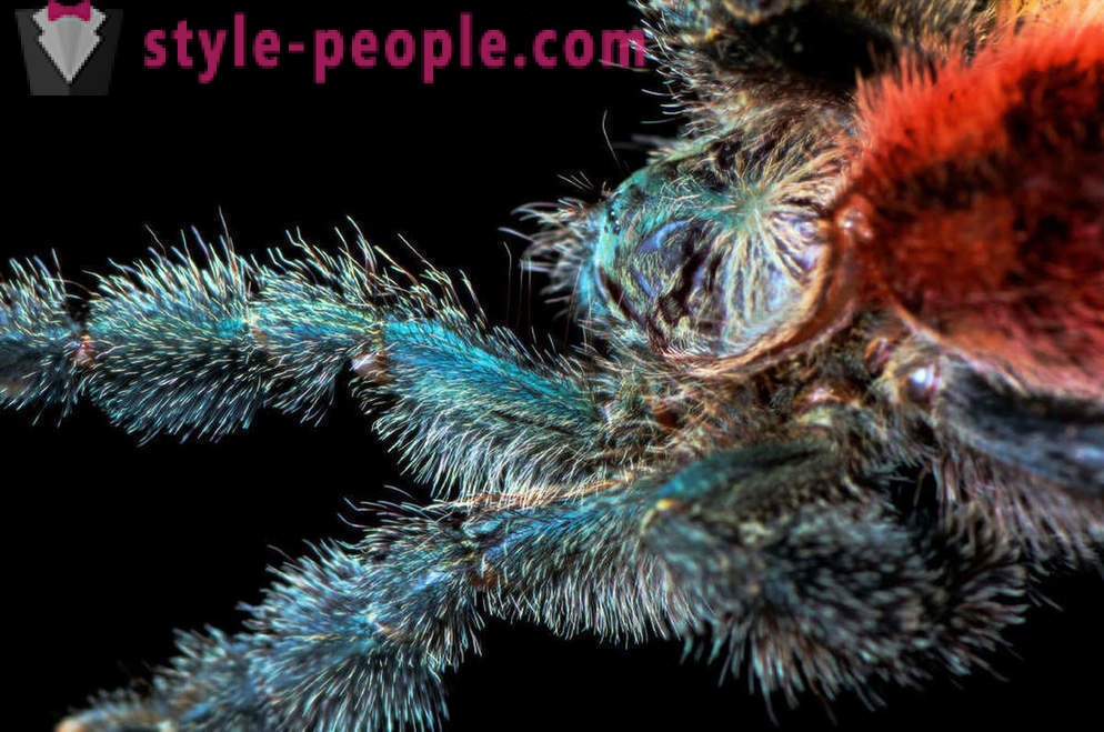 Zbliżenie nogi pająka
