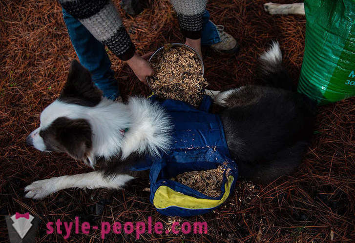 Psy pomagają przywrócić chilijskich lasy