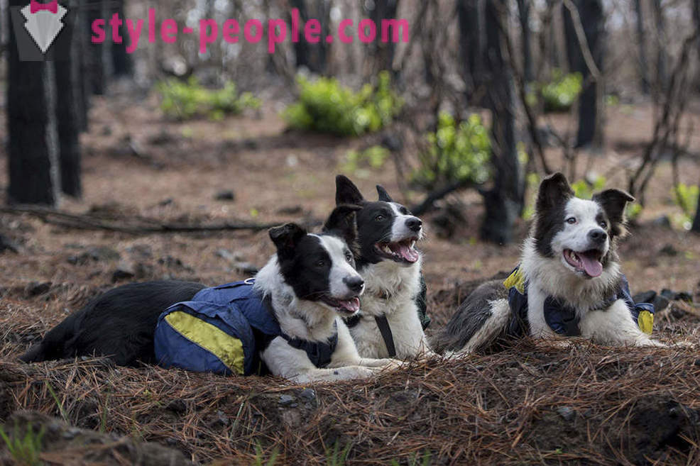 Psy pomagają przywrócić chilijskich lasy