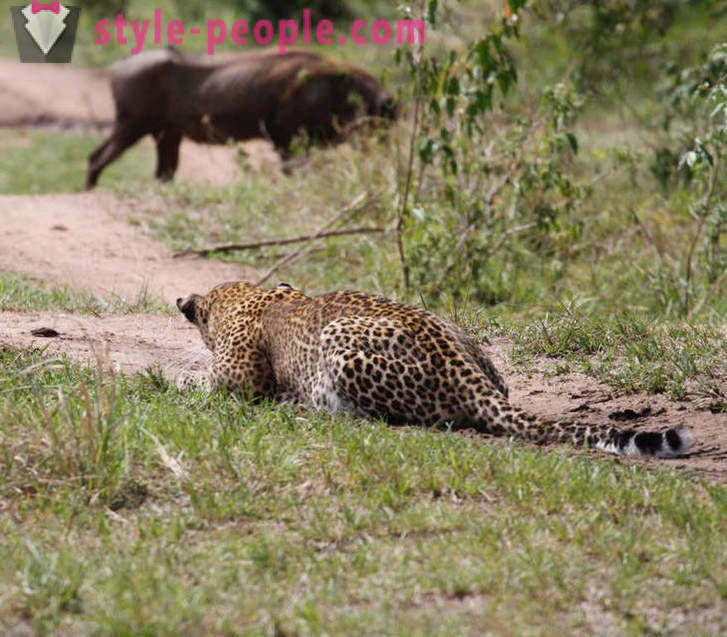 Polowanie Wirtuozi: Latanie Leopard
