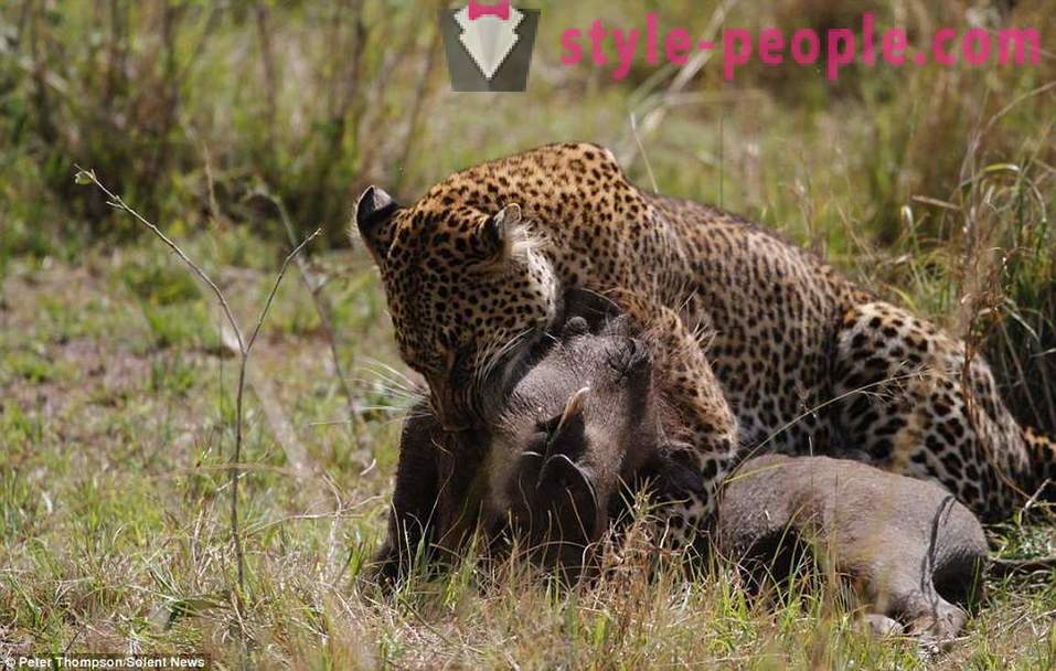 Polowanie Wirtuozi: Latanie Leopard