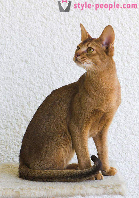 Odtwarzanie doktora Moreau: Karaketov - najdroższe i najrzadszy gatunek kotów