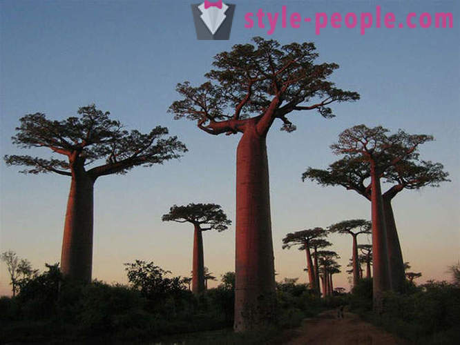 Najbardziej imponujące drzew na świecie