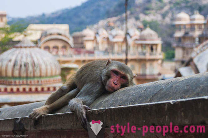 Podróż do Jaipur Indian