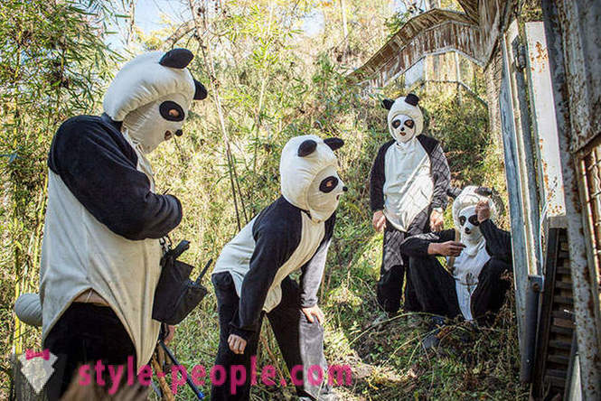 Jak rosną gigantyczne pandy w Syczuanie