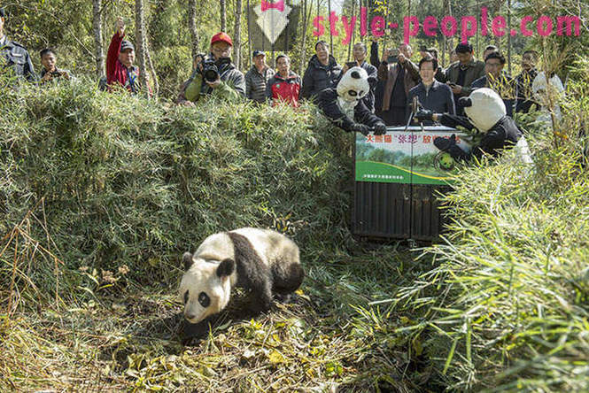 Jak rosną gigantyczne pandy w Syczuanie