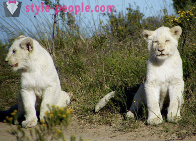 Spacer w towarzystwie białych lwów