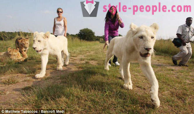Spacer w towarzystwie białych lwów
