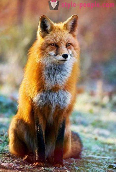 Jak złapać lisa? Cechy polowania na lisy. Pułapka na lisy