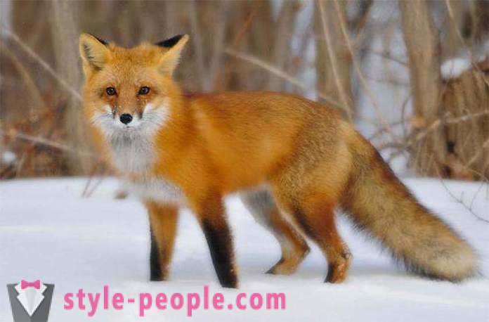 Jak złapać lisa? Cechy polowania na lisy. Pułapka na lisy