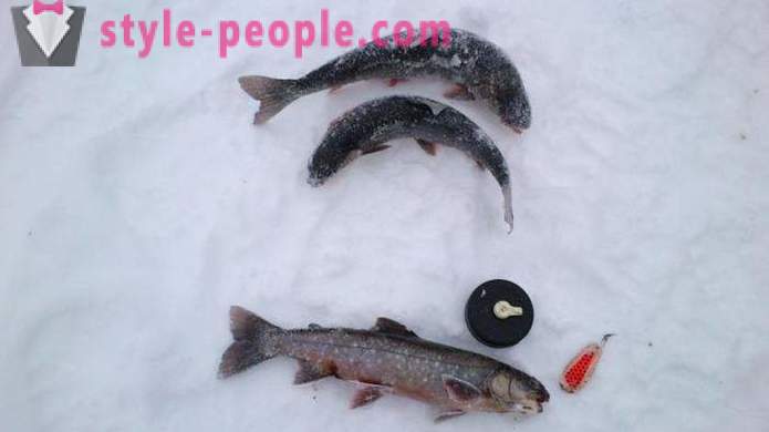 Rybacy Uwaga: pstrąg ryby w zimie