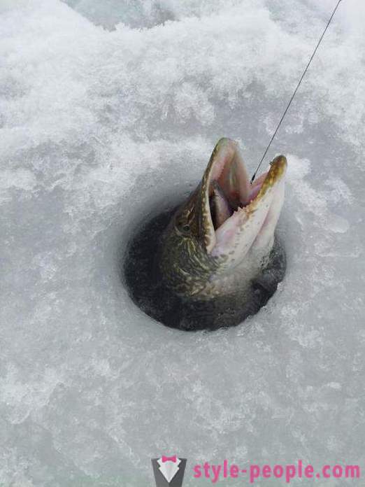 Pike połowów na zherlitsy zimie. Pike połowów w trollingu zimowym