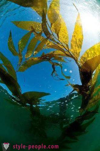 Kelp odchudzania. Laminaria (wodorosty) do odchudzania i oczyszczania organizmu